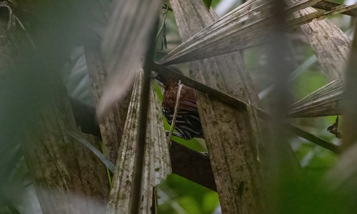 Falcated Wren-Babbler - ML616985953