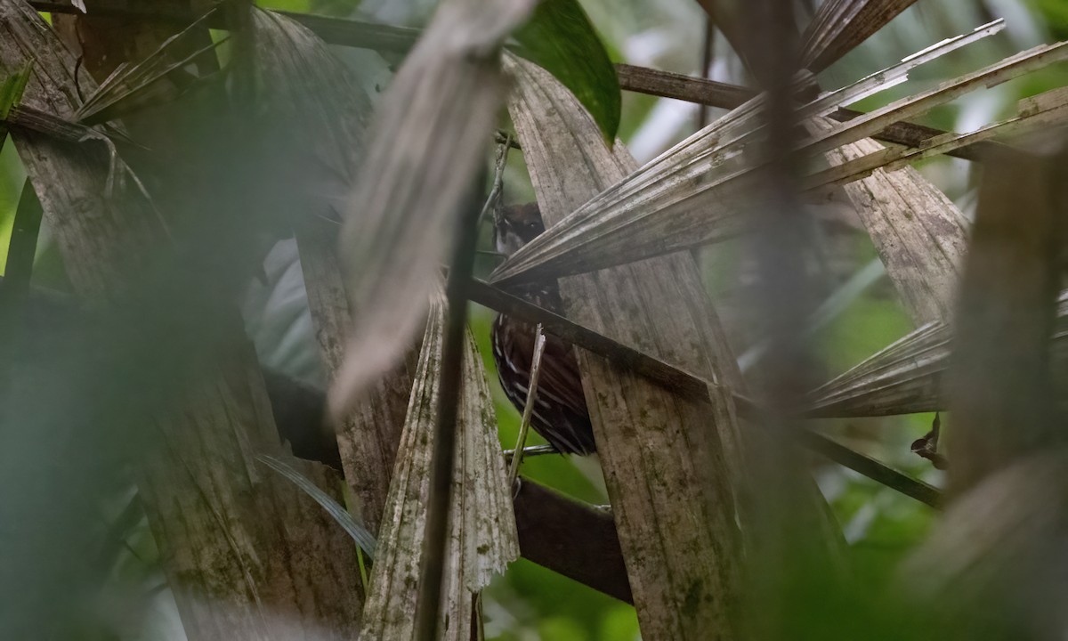 Falcated Wren-Babbler - ML616985956