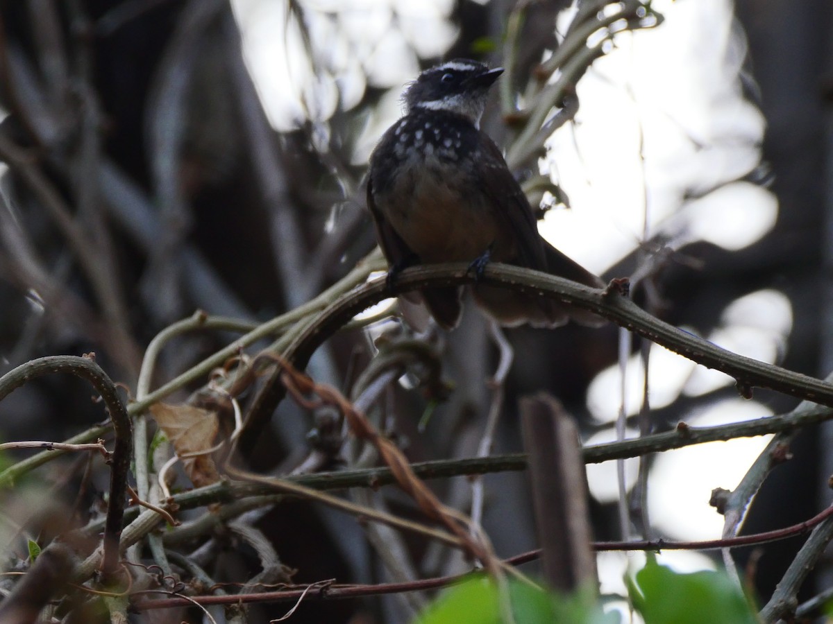Spot-breasted Fantail - ML616985990