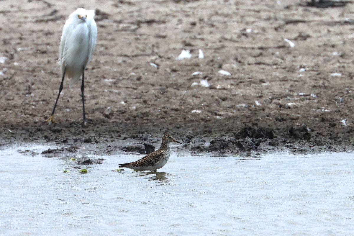 Graubrust-Strandläufer - ML616986001