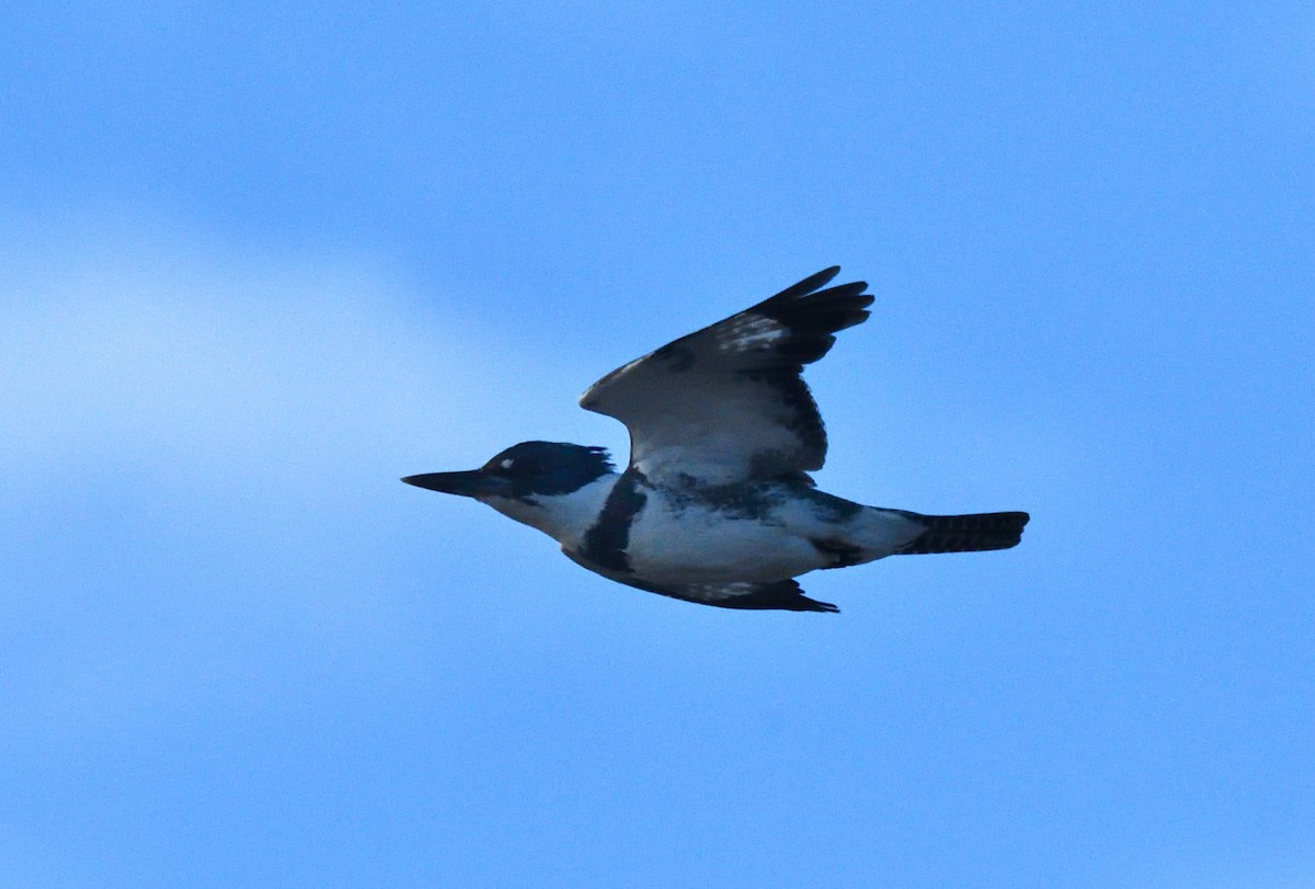 Belted Kingfisher - ML616986032