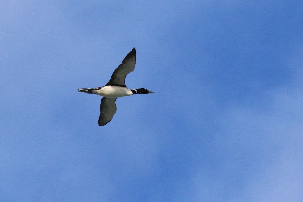 Common Loon - ML616986040