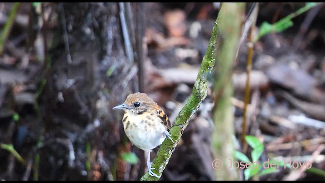 Spotted Antbird - ML616986042