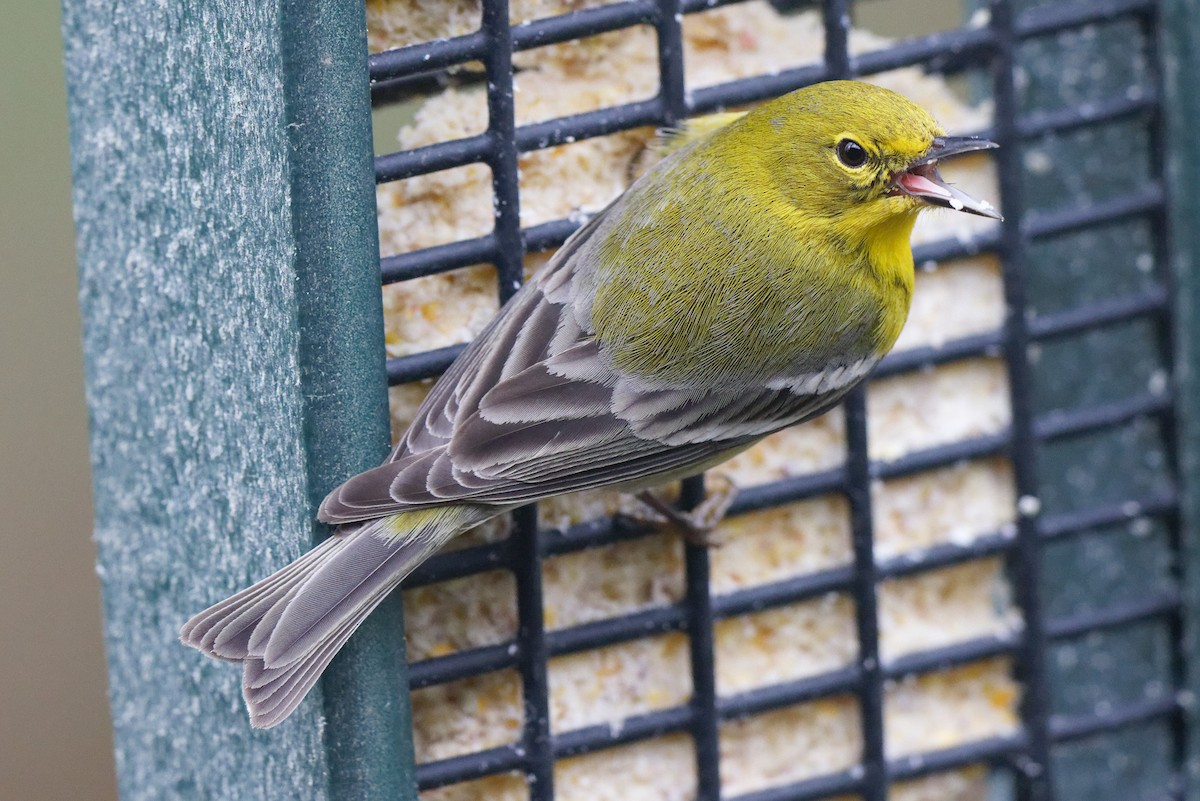 Pine Warbler - Joel Marcinik