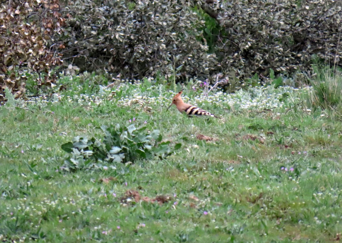 Eurasian Hoopoe - ML616986100