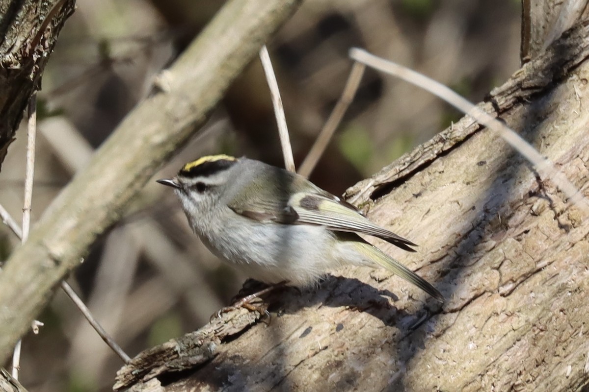 Golden-crowned Kinglet - ML616986120