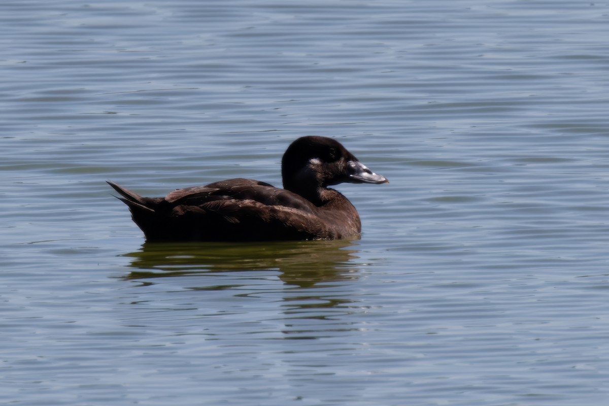 Surf Scoter - ML616986146