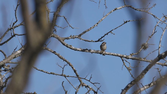 Cassin's Sparrow - ML616986213