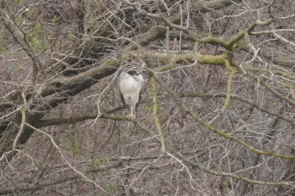 Black-crowned Night Heron - ML616986239