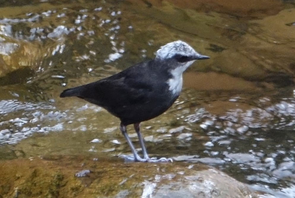 White-capped Dipper - ML616986244