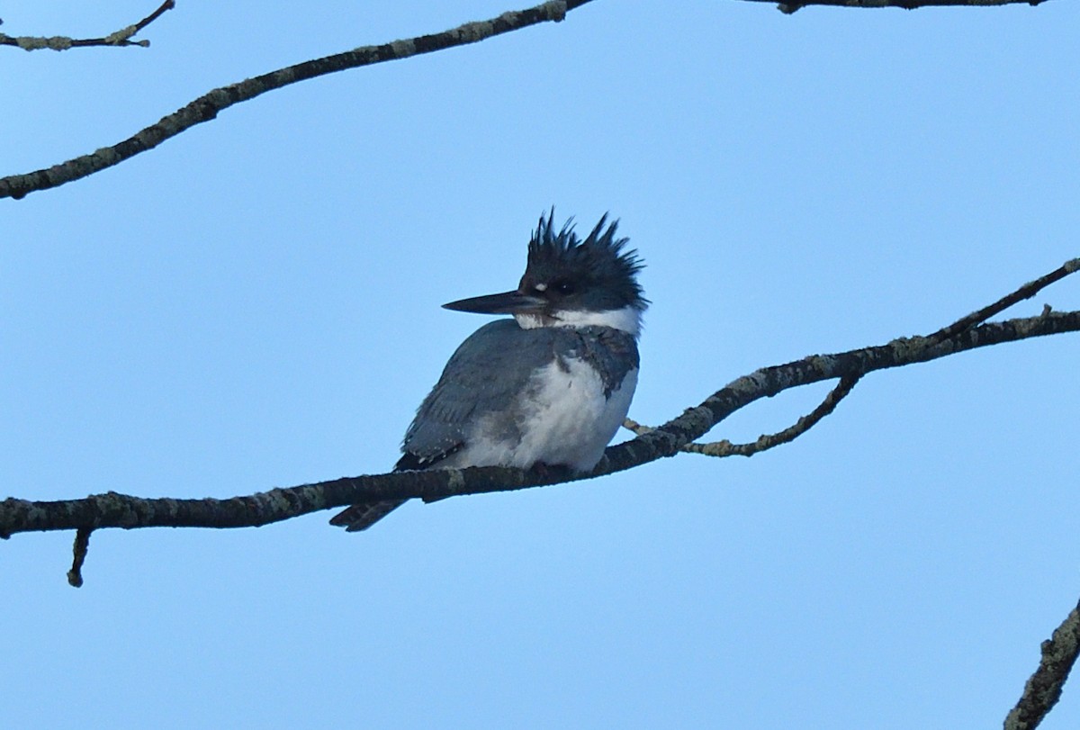 Belted Kingfisher - ML616986271