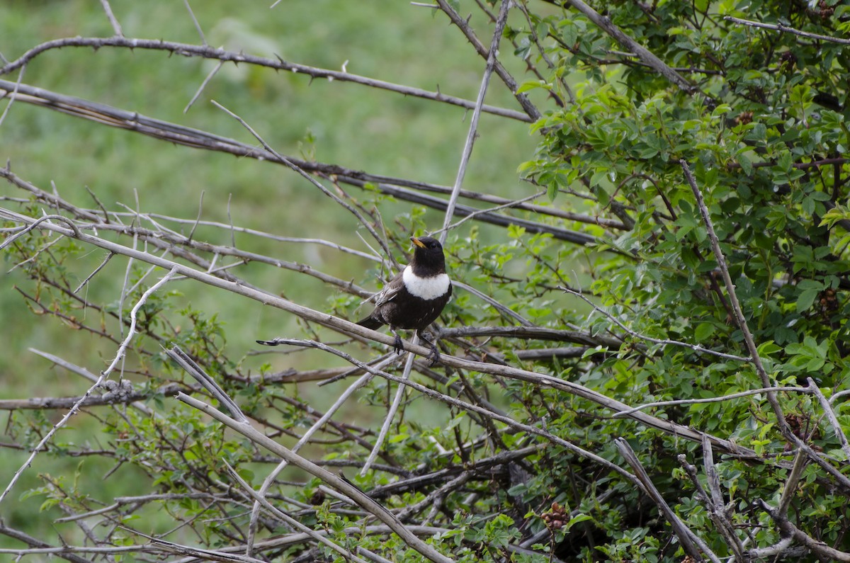 Ring Ouzel - Altan Aşkan