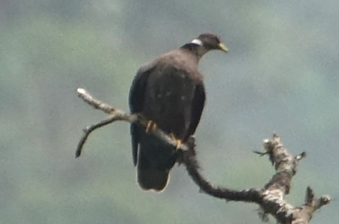 Band-tailed Pigeon - ML616986296