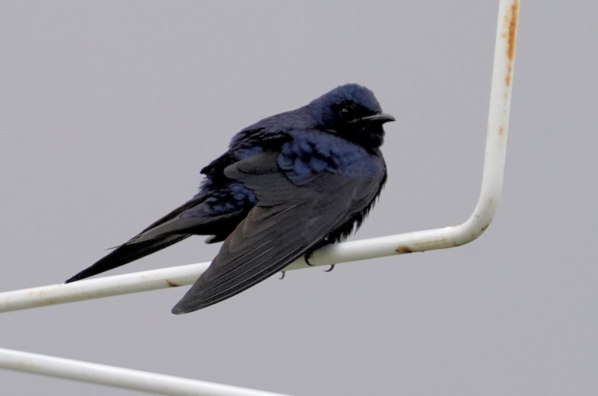 Purple Martin - Dennis Mersky