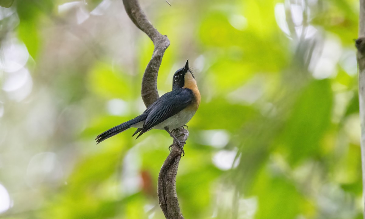 Palawan Blue Flycatcher - ML616986326