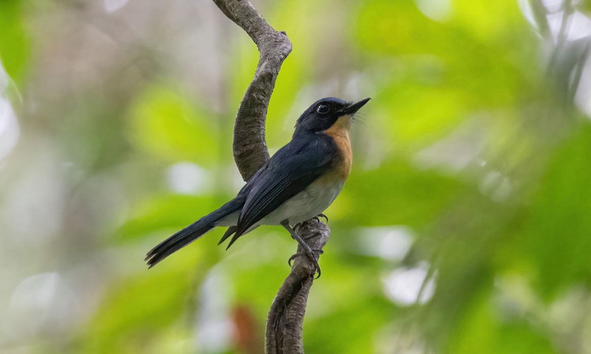 Palawan Blue Flycatcher - ML616986328