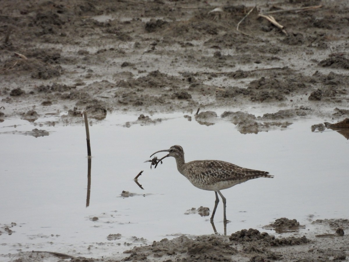 Whimbrel - ML616986349