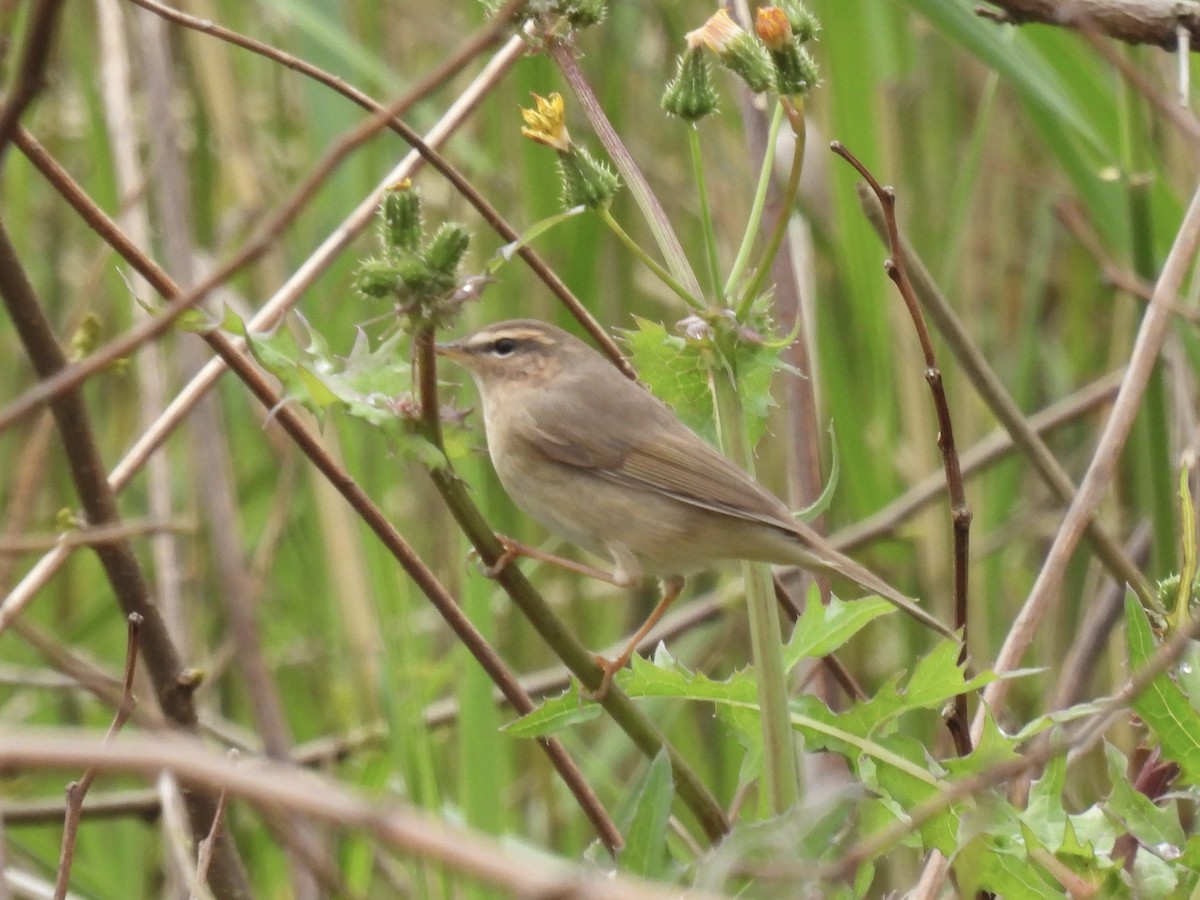 Dusky Warbler - ML616986371