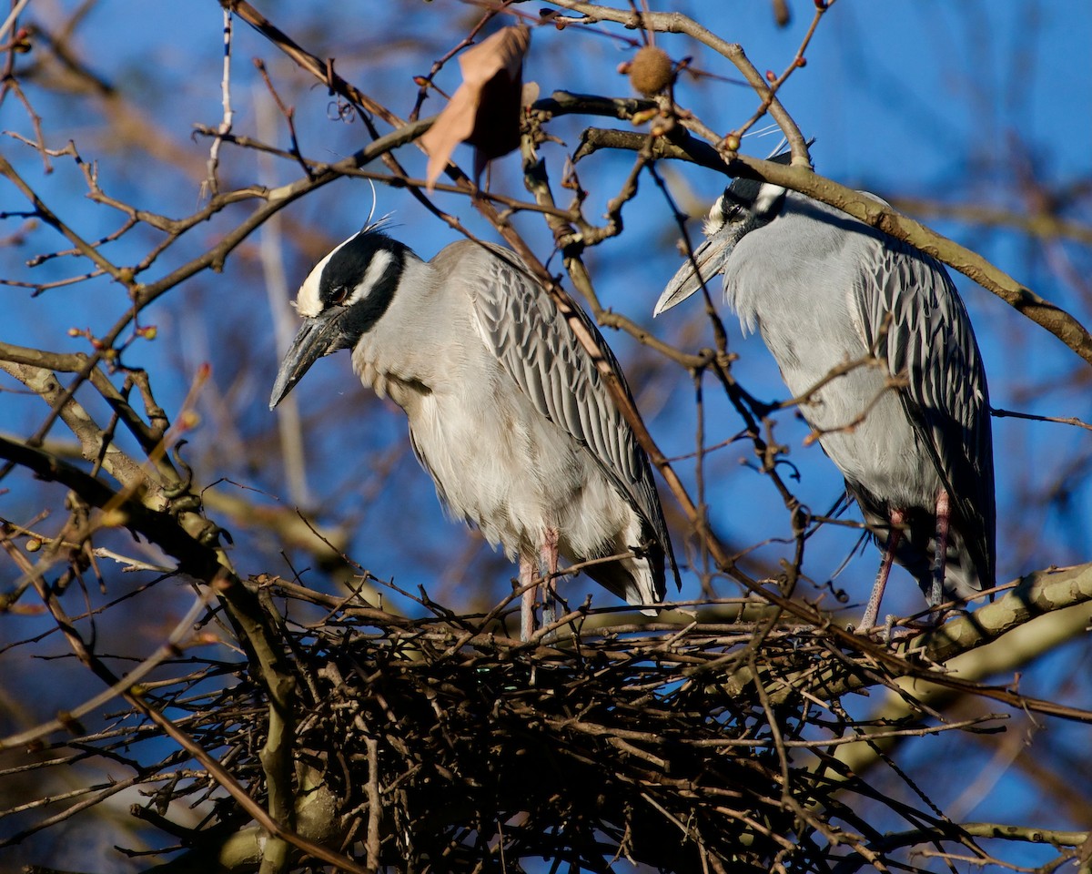 Yellow-crowned Night Heron (Yellow-crowned) - ML616986399