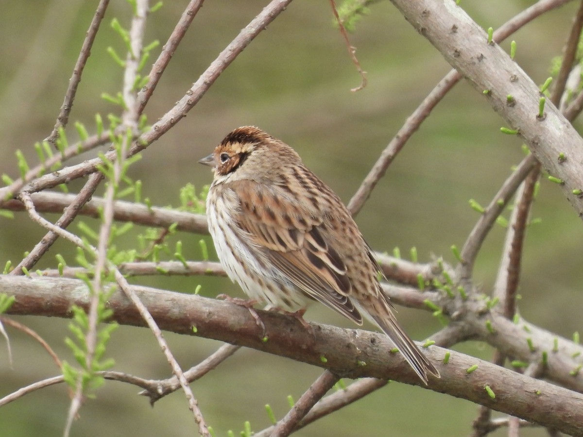 Little Bunting - ML616986412