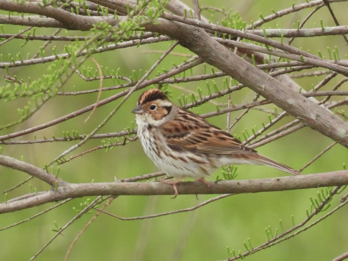 Little Bunting - ML616986413