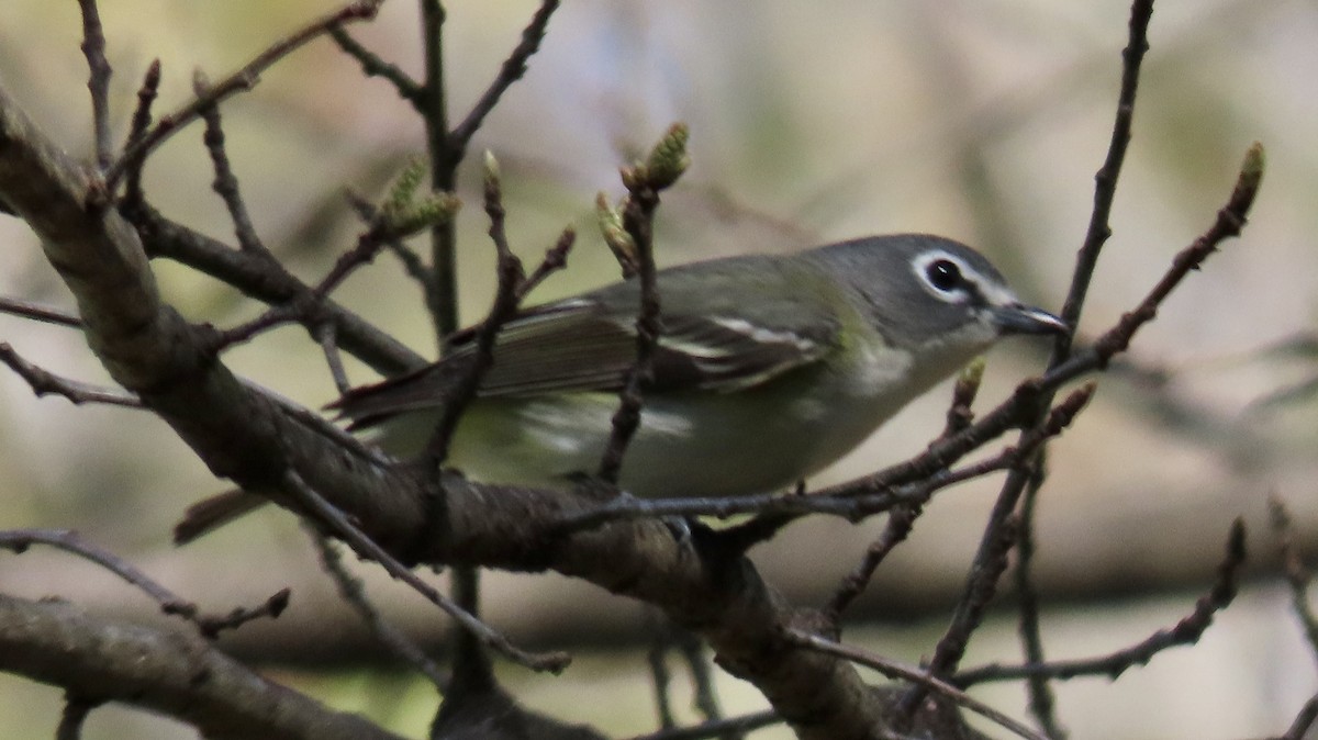 Blue-headed Vireo - Susan Talburt