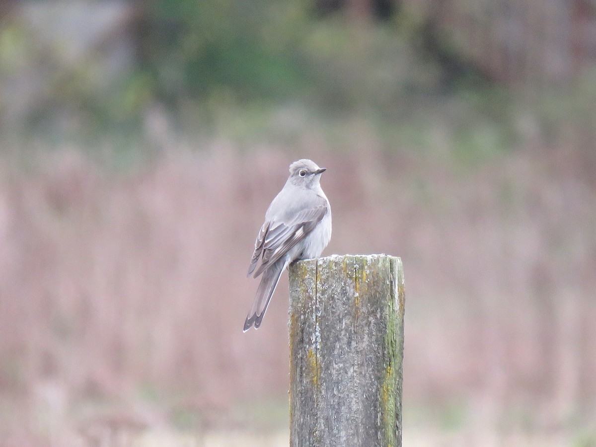 Townsend's Solitaire - ML616986492