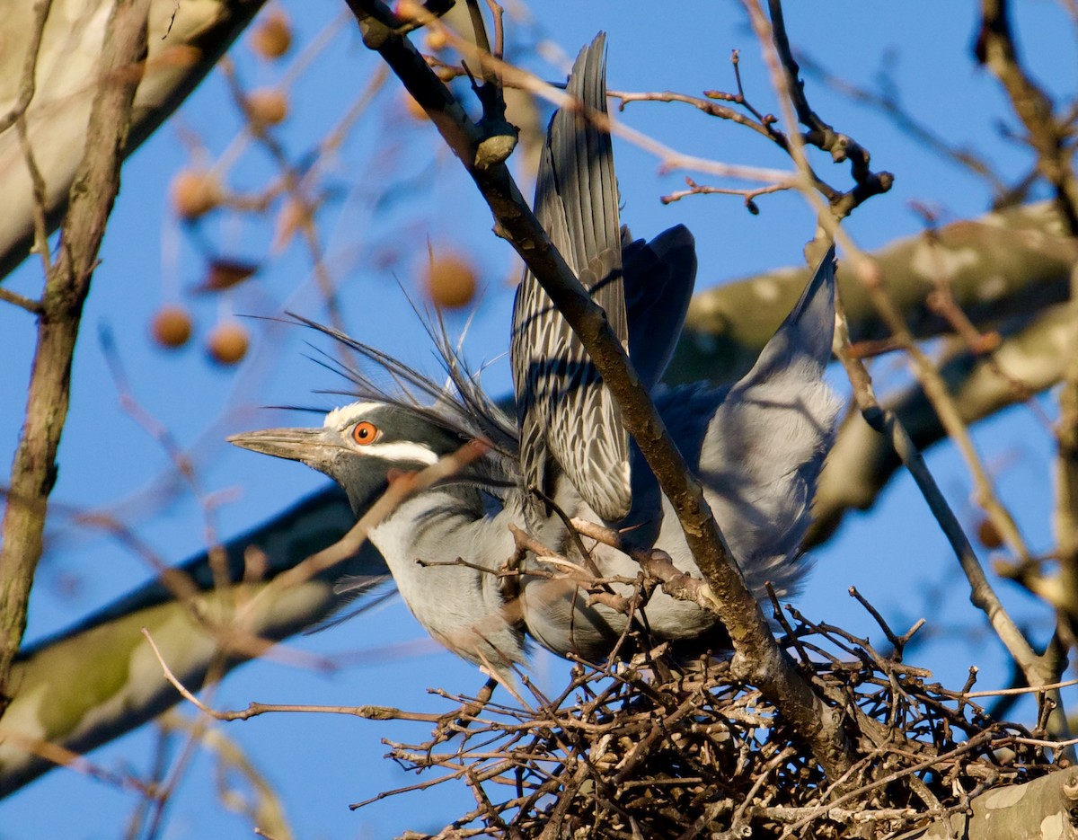 Yellow-crowned Night Heron (Yellow-crowned) - Anonymous