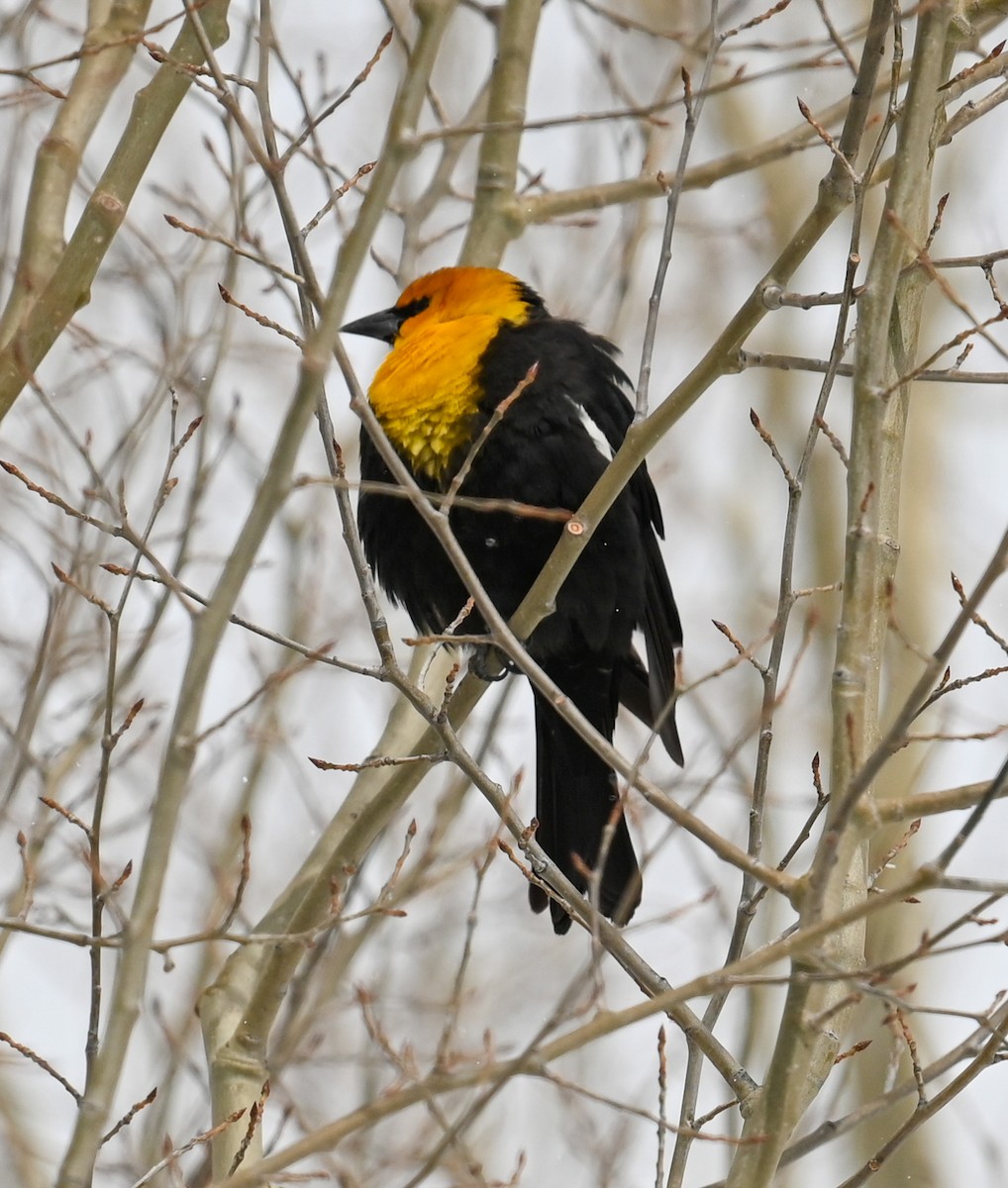 Yellow-headed Blackbird - Lori Nixon