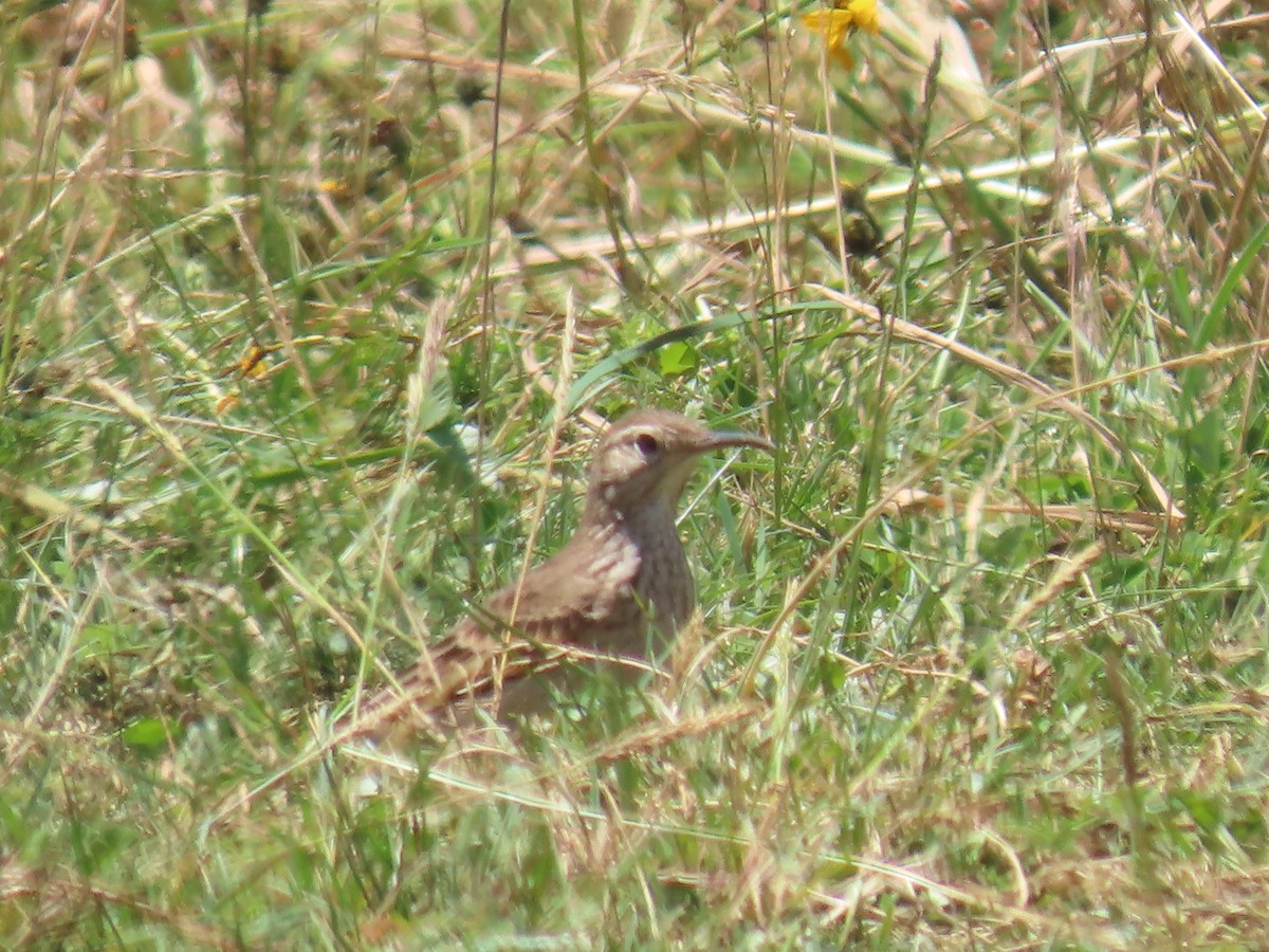 Slender-billed Miner - ML616986581