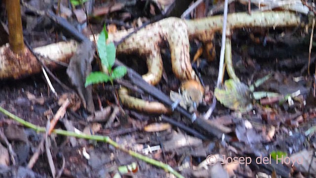 Spotted Antbird - ML616986601