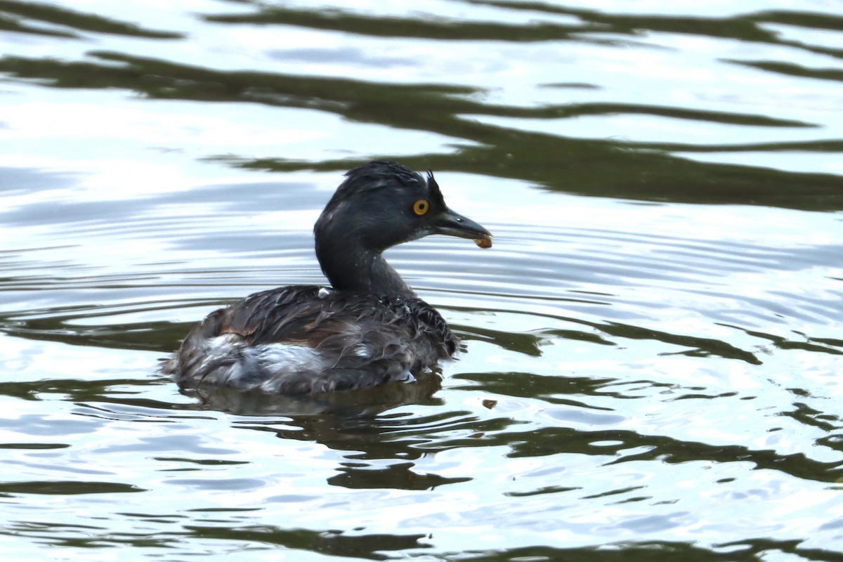 Least Grebe - John van Dort