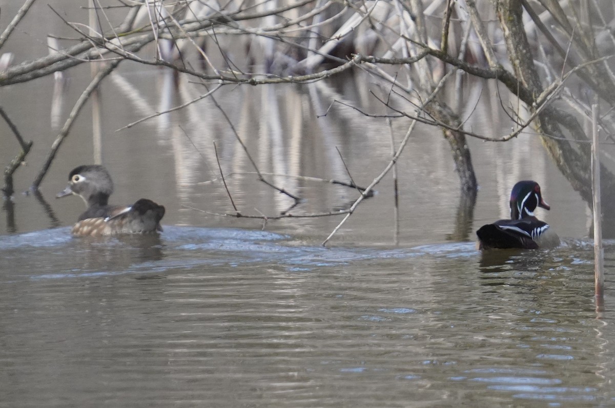 Wood Duck - Dennis Mersky