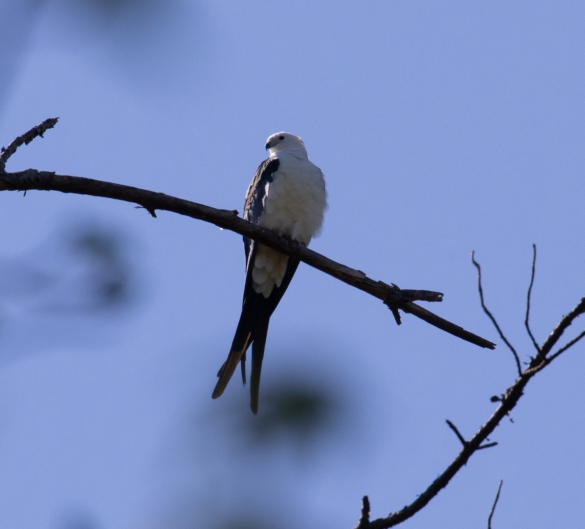 Swallow-tailed Kite - ML616986628