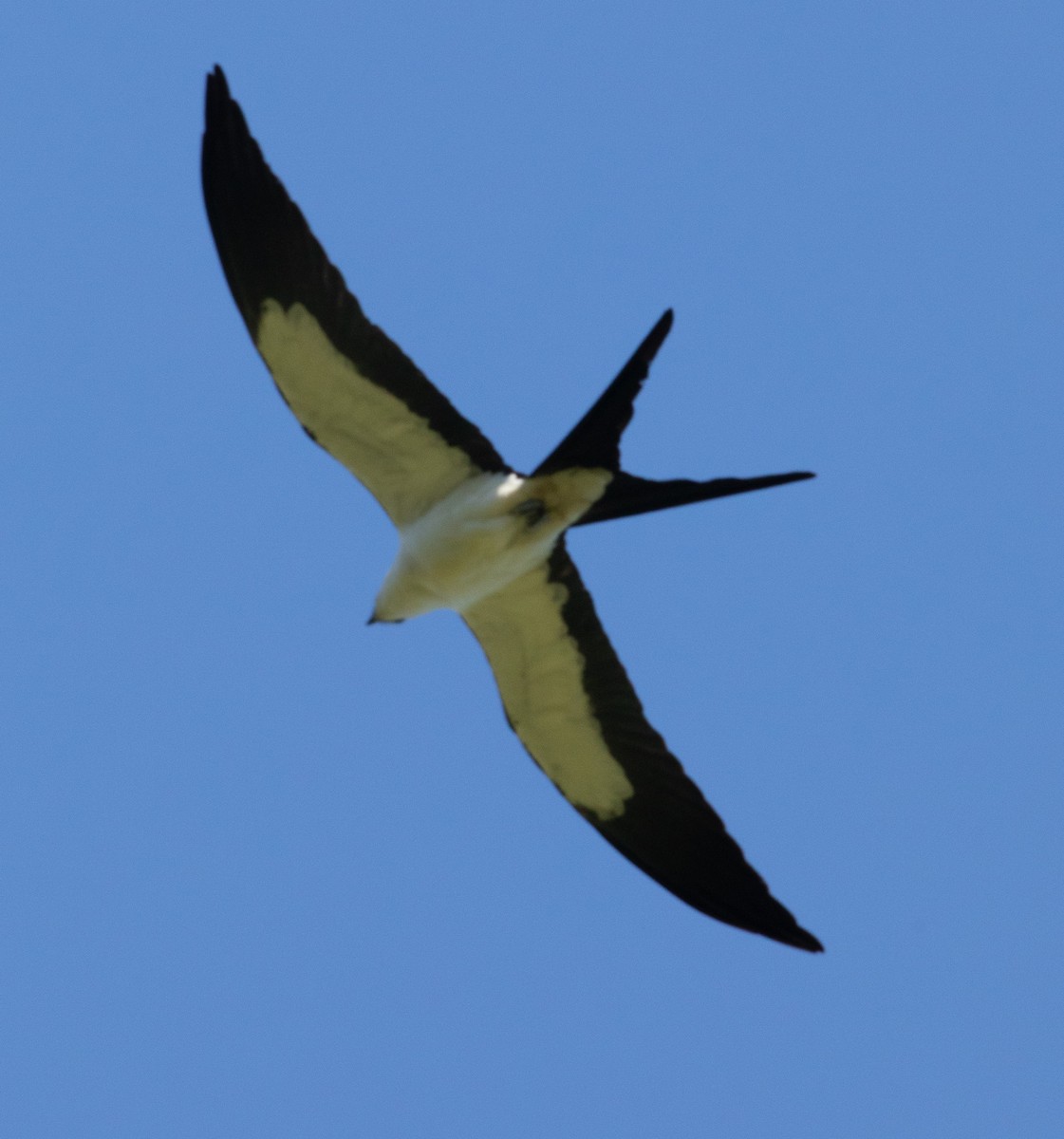Swallow-tailed Kite - ML616986638