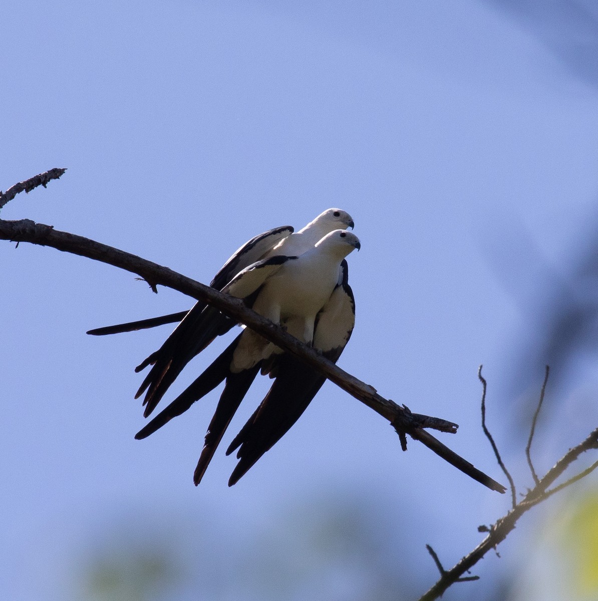 Swallow-tailed Kite - ML616986647