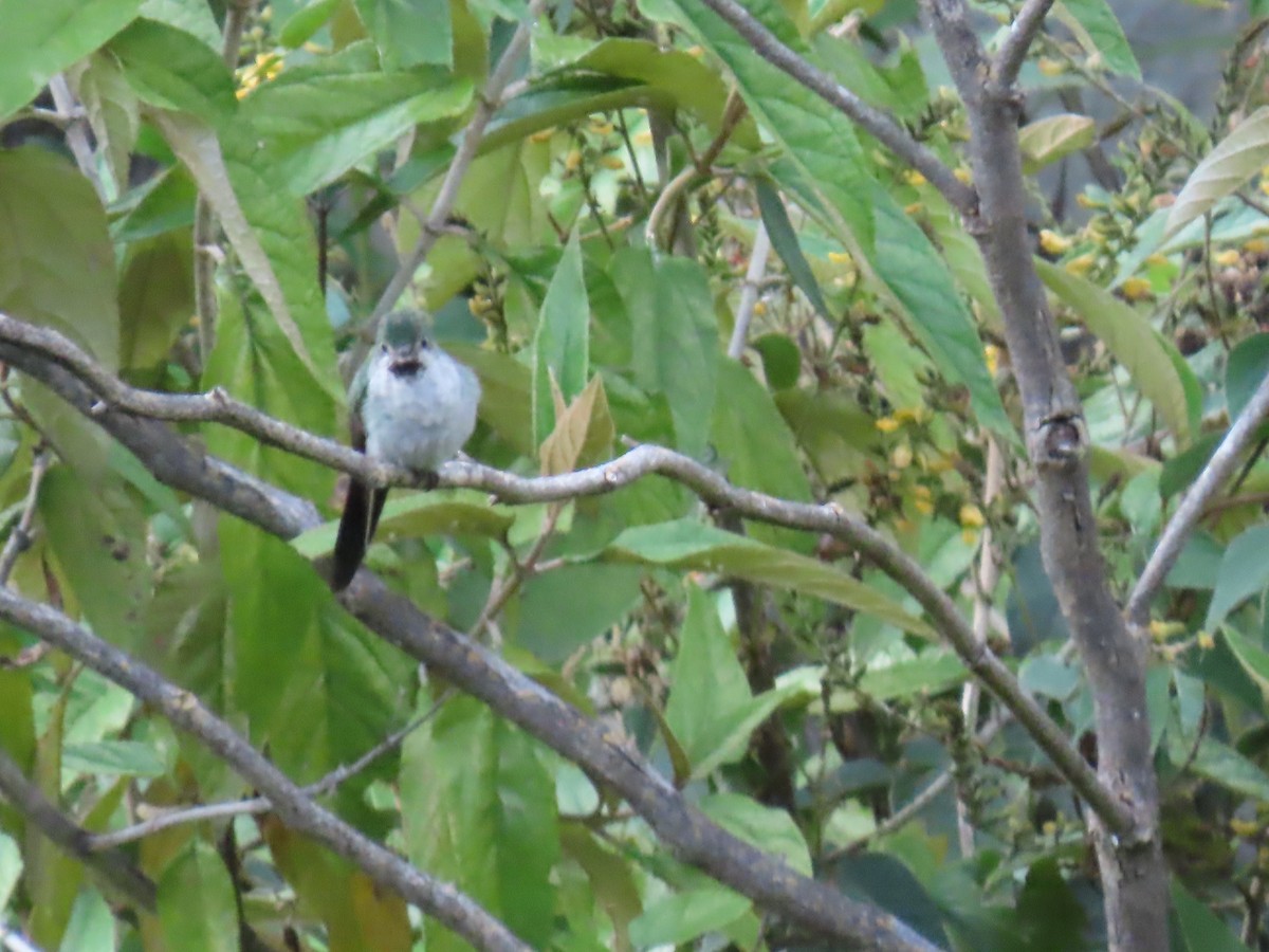 Colibrí Ventrigrís - ML616986675