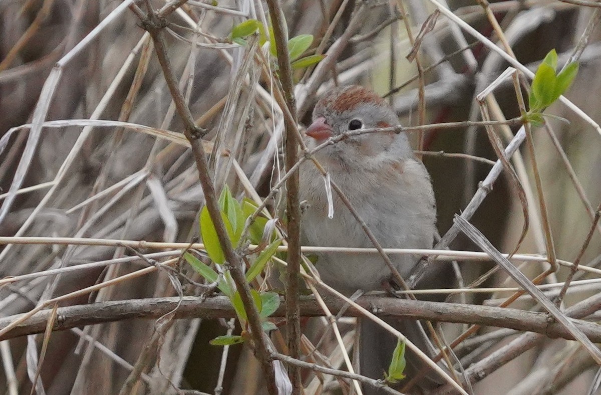 Field Sparrow - Dennis Mersky