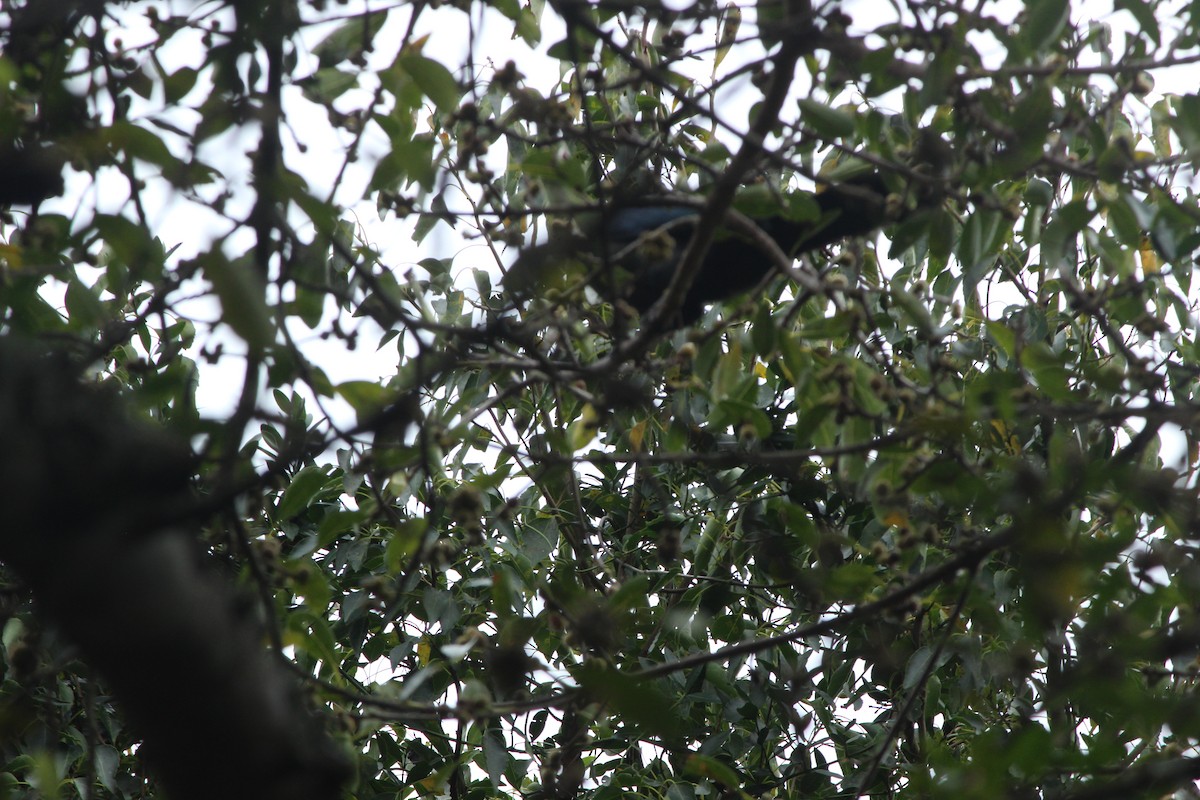 Knysna Turaco (Southern) - ML616986745