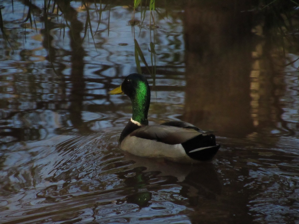 Canard colvert - ML616986769