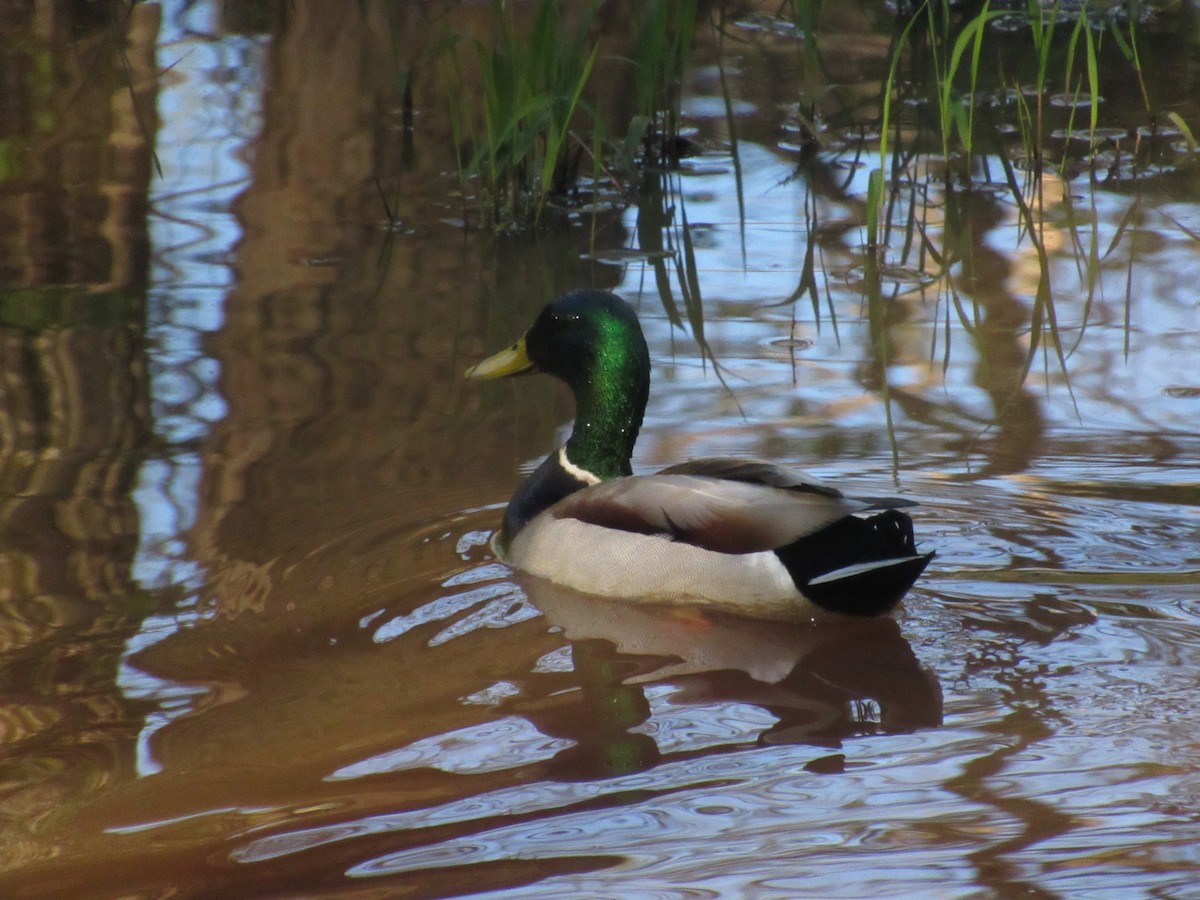 Canard colvert - ML616986770