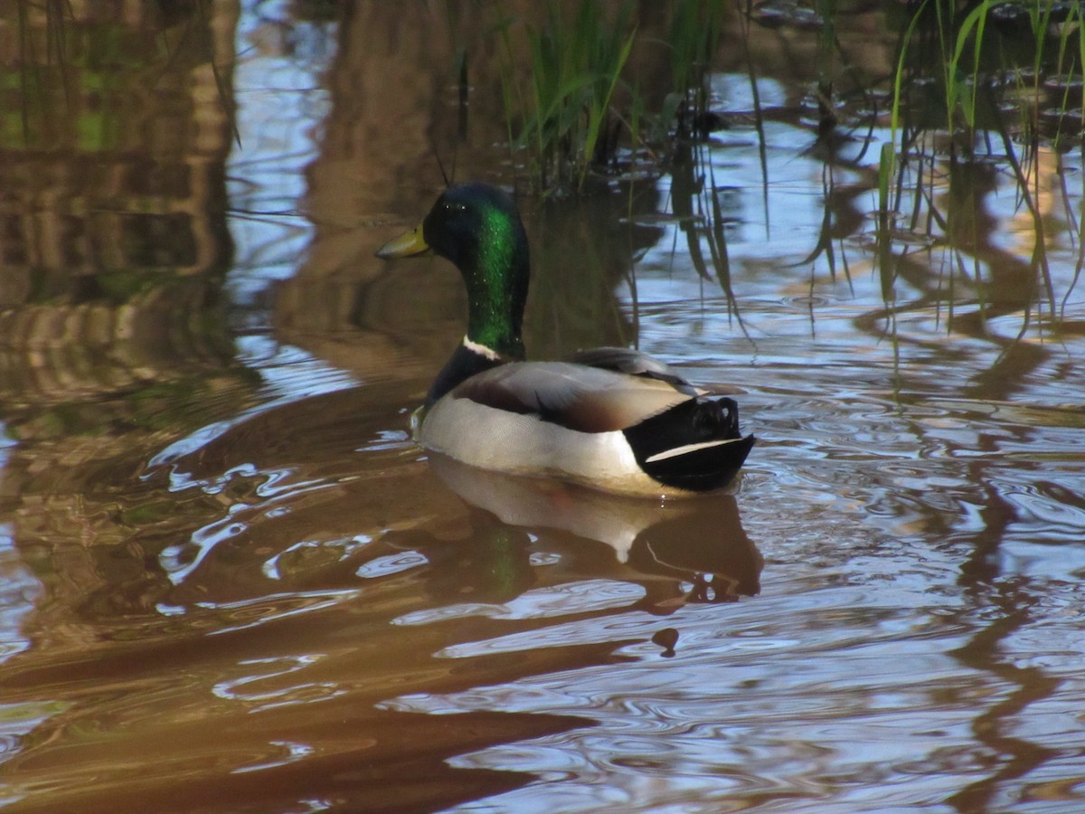 Canard colvert - ML616986771