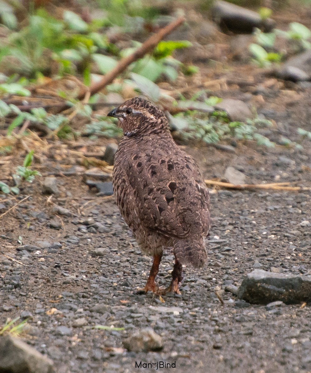 Rock Bush-Quail - Manoj Bind