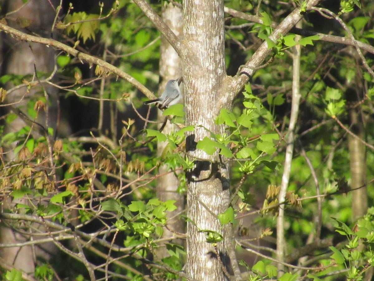 Blue-gray Gnatcatcher - ML616986786