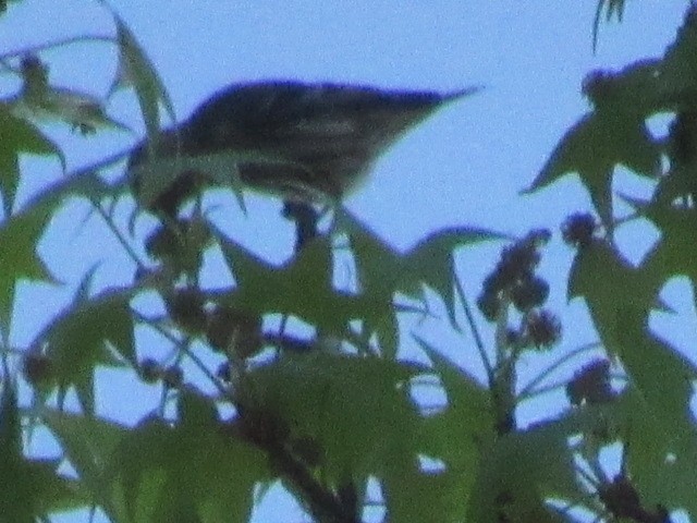 Pine Siskin - ML616986798