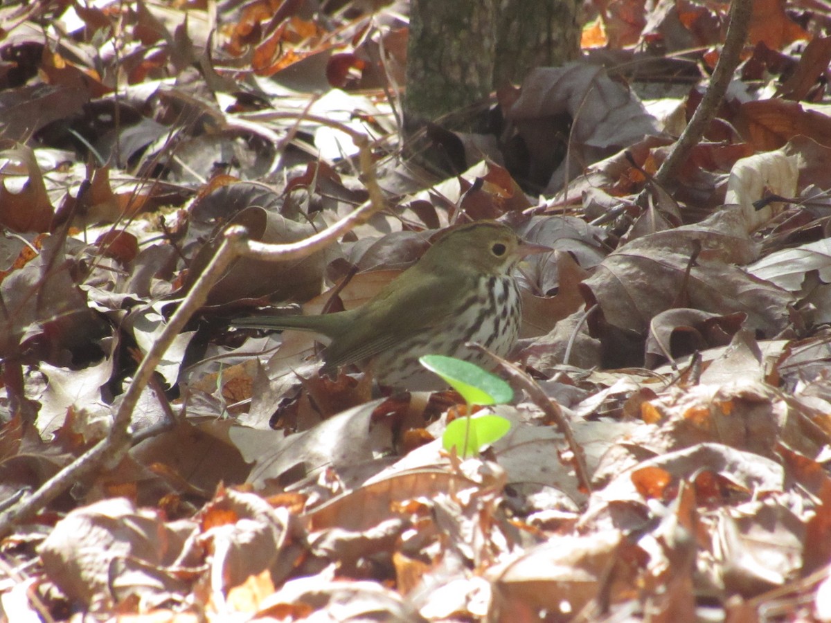 Ovenbird - ML616986806