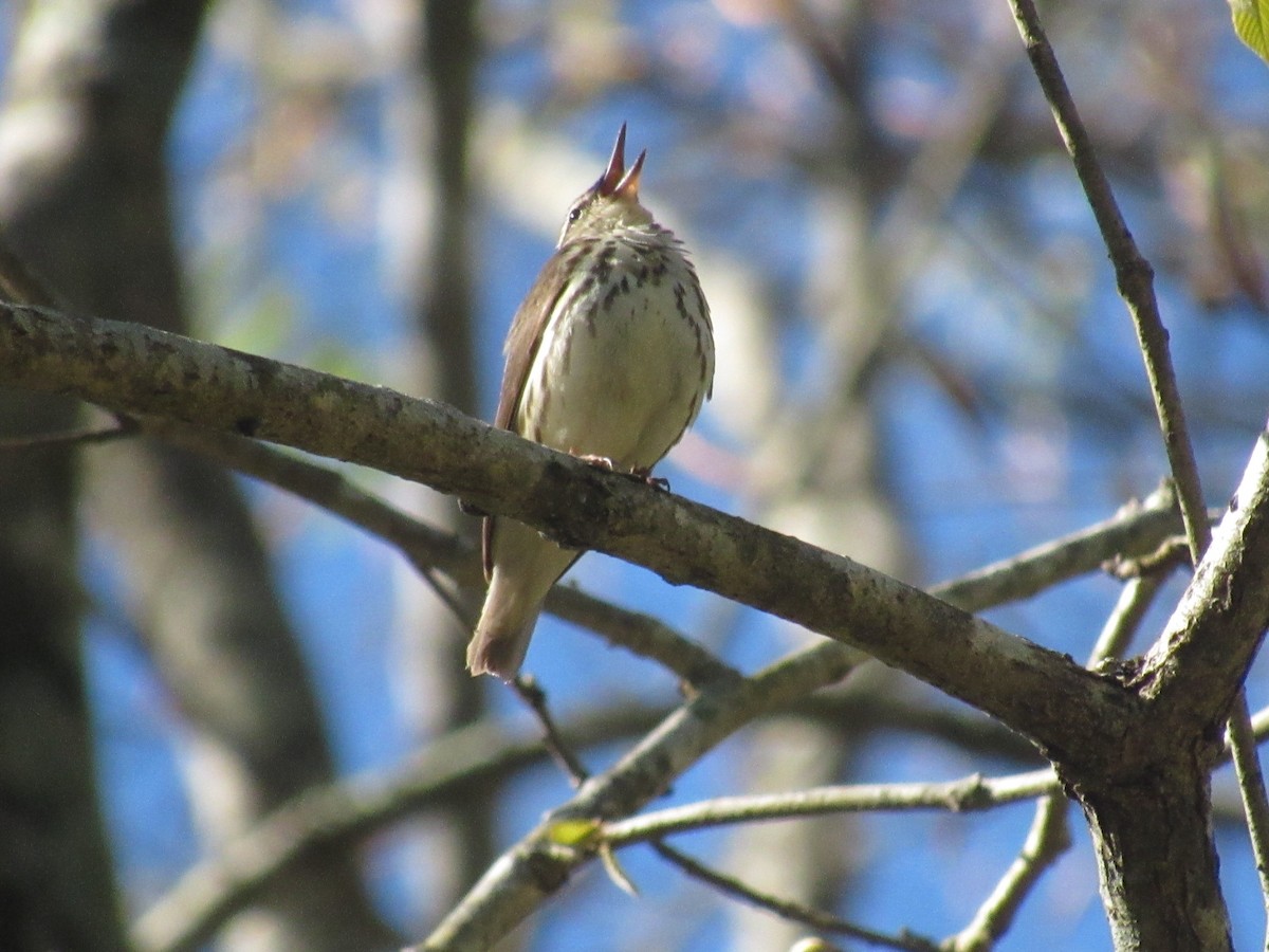 Louisiana Waterthrush - ML616986808