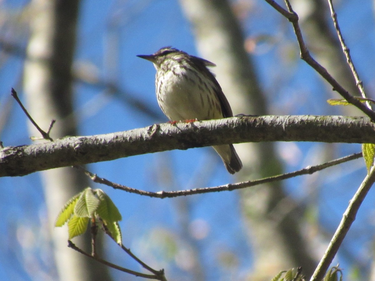 Louisiana Waterthrush - ML616986809