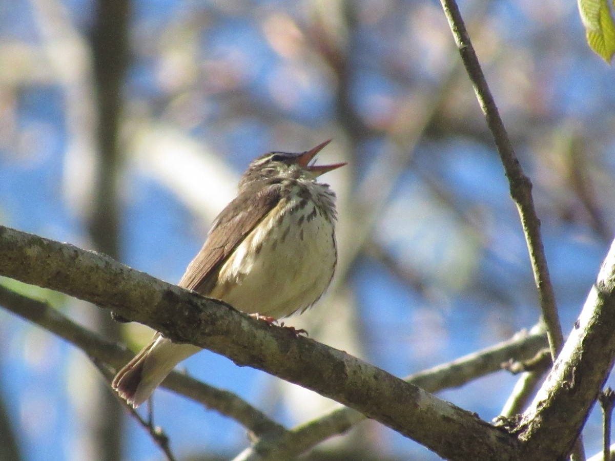 Louisiana Waterthrush - ML616986810