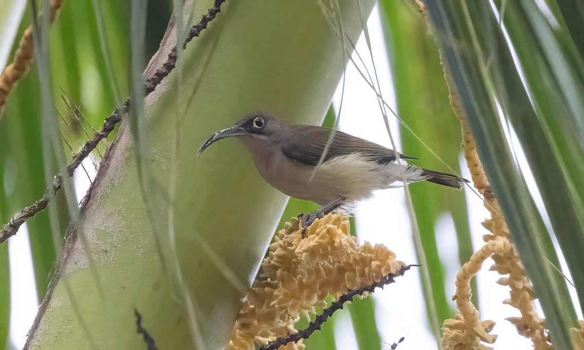 Pale Spiderhunter - ML616986818